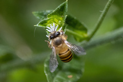 Apis nigrocincta