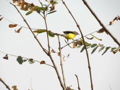 Myioborus brunniceps