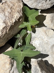 Passiflora tenuiloba