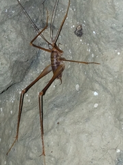 Dolichopoda azami ligustica