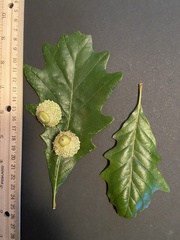 Quercus lyrata