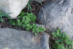 Carlowrightia torreyana