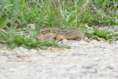 Ictidomys tridecemlineatus