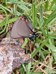 Atlides halesus