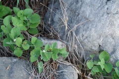 Carlowrightia torreyana