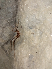 Dolichopoda azami ligustica