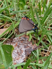 Atlides halesus