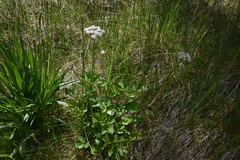 Ligusticum scothicum hultenii