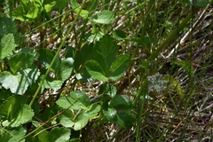 Ligusticum scothicum hultenii