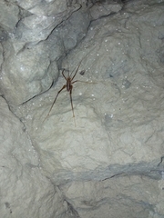 Dolichopoda azami ligustica