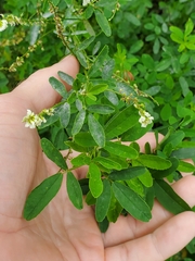 Melilotus albus