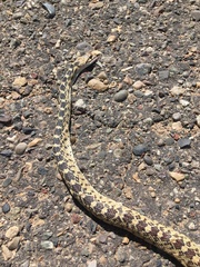 Pituophis catenifer deserticola