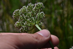 Ligusticum scothicum hultenii