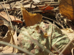 Bombyliini