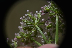 Ligusticum scothicum hultenii