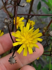 Picris hieracioides hieracioides