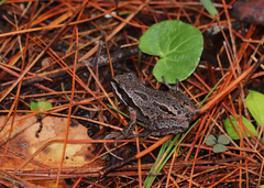 Hyla
