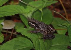 Hyla