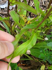 Picris hieracioides hieracioides