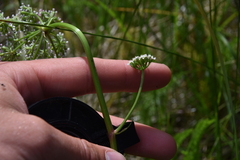Ligusticum scothicum hultenii