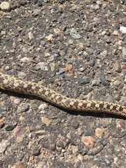 Pituophis catenifer deserticola