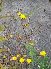 Picris hieracioides hieracioides