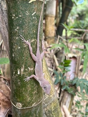 Anolis hispaniolae