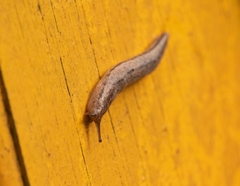 Meghimatium pictum