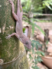 Anolis hispaniolae