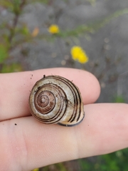 Cepaea nemoralis