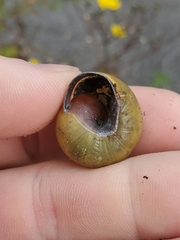 Cepaea nemoralis