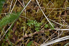Galium trifidum columbianum