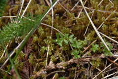 Galium trifidum columbianum