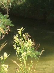 Lepidophora lepidocera