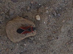 Neacoryphus bicrucis