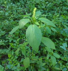 Acalypha ostryifolia