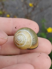 Cepaea nemoralis
