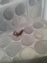 Gonatodes albogularis