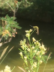 Lepidophora lepidocera