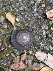 Caracolus excellens