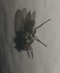 Muscoidea
