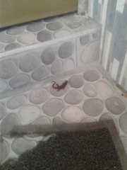 Gonatodes albogularis