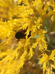 Neacoryphus bicrucis