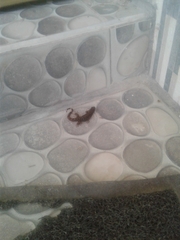 Gonatodes albogularis