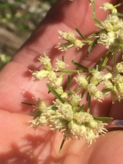 Baccharis neglecta