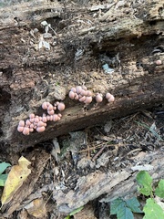 Lycogala epidendrum