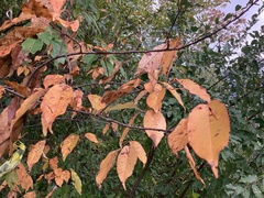 Zelkova serrata