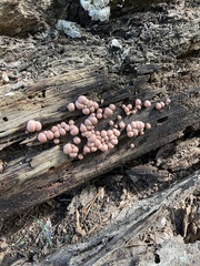 Lycogala epidendrum