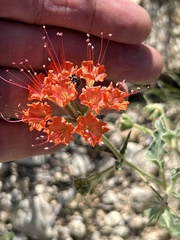 Nyctaginia capitata