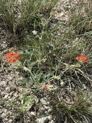 Nyctaginia capitata